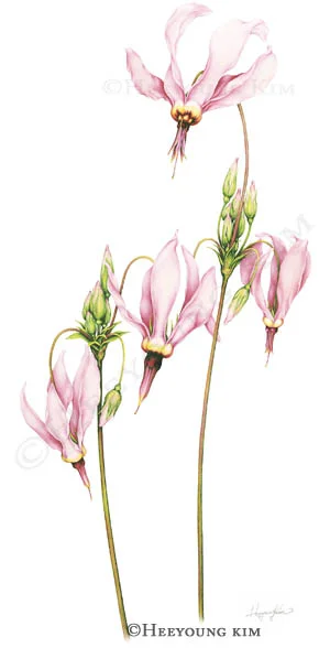 Shooting Star, Dodecatheon meadia