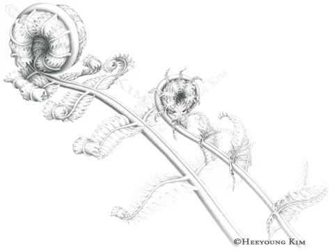 Fiddlehead Fern