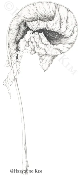 Prairie Dock, Silphium terebinthinaceum
