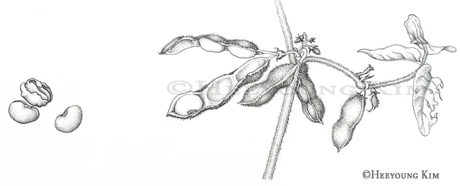 Illustration for Linda McCartney Food
