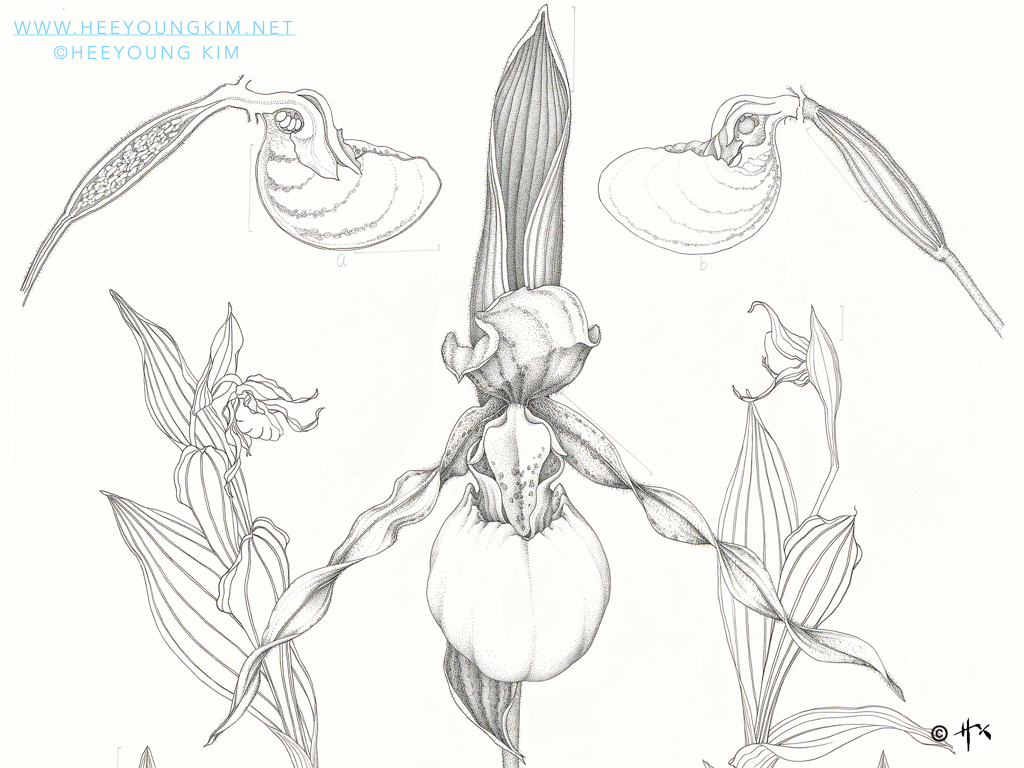 orchid slidshow copy.024.jpeg