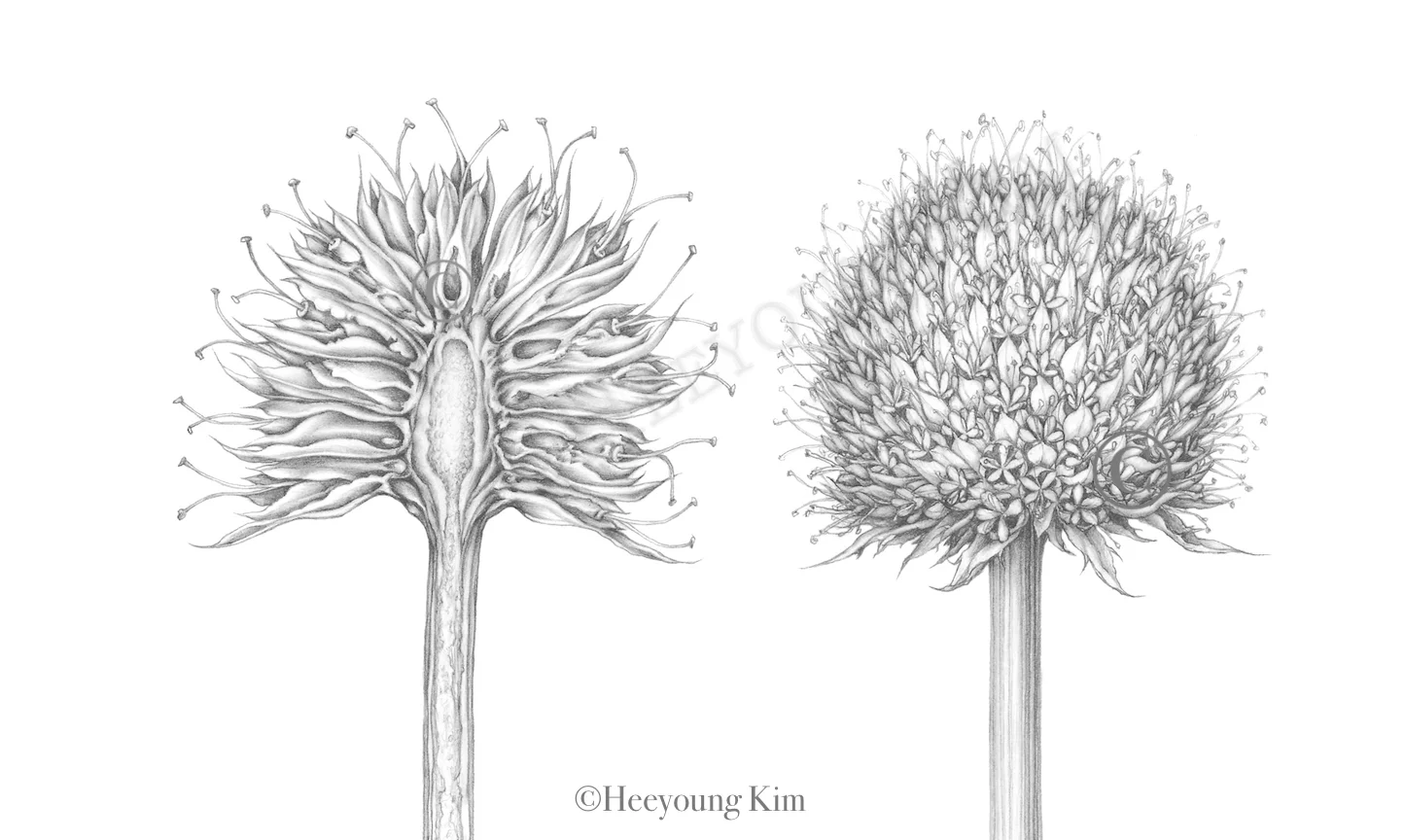 rattlesnake master -crop-watermarked 220 dpi.jpeg