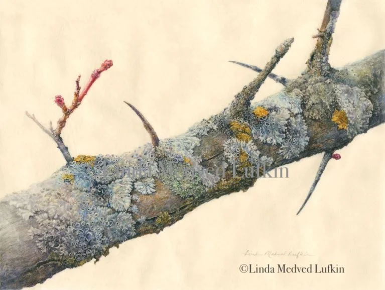 Hawthorn Branch, watercolor by Linda Medved Lufkin