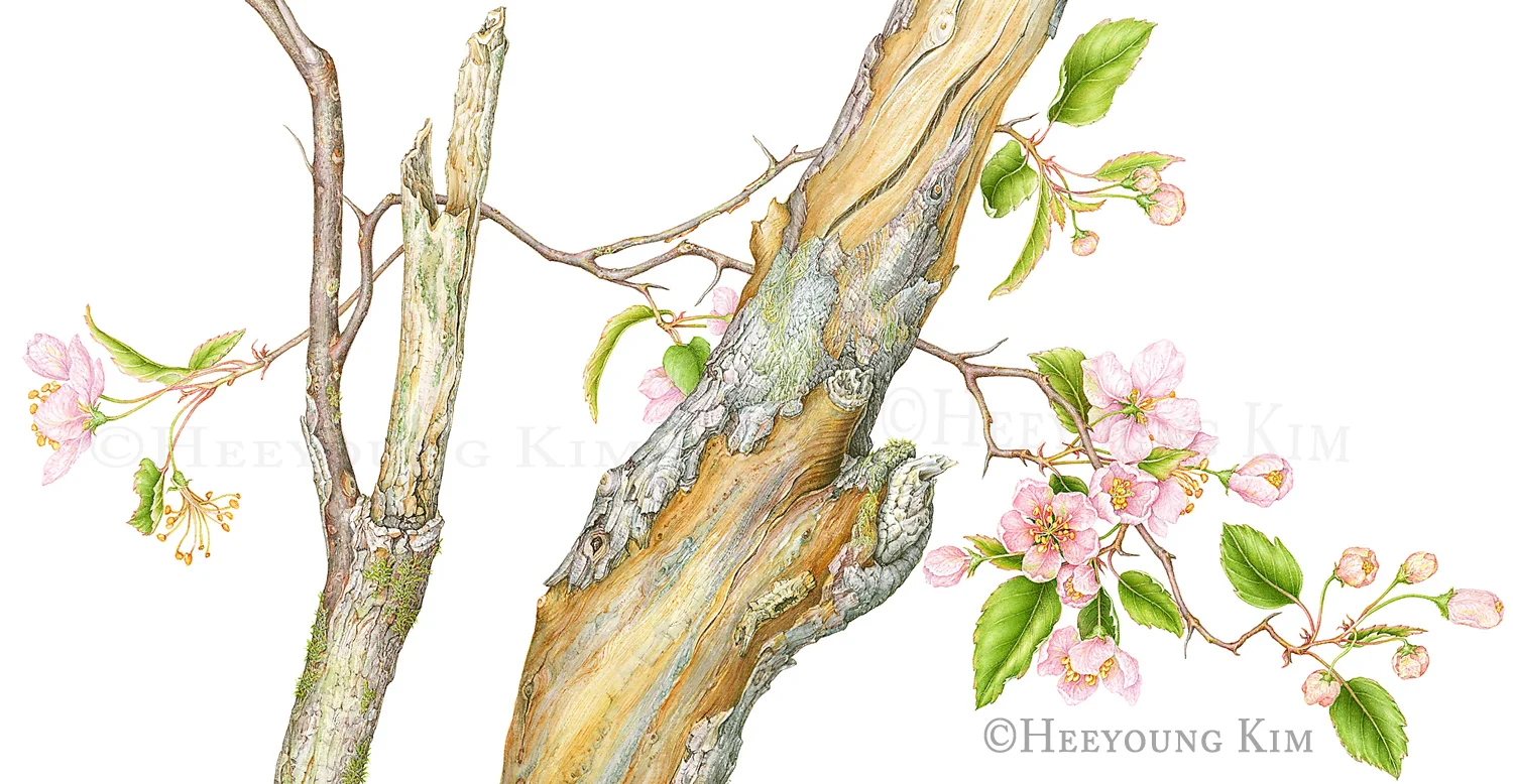 Prairie Crabapple, watercolor, ©Heeyoung Kim