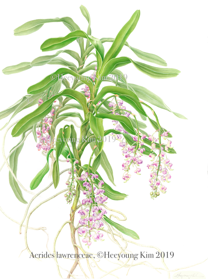 Lady Lawrence's Orchid, Aerides lawrenceae
