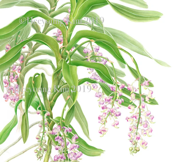 art002-lady lawrences orchid- jpeg 180dpi for web crop.jpeg