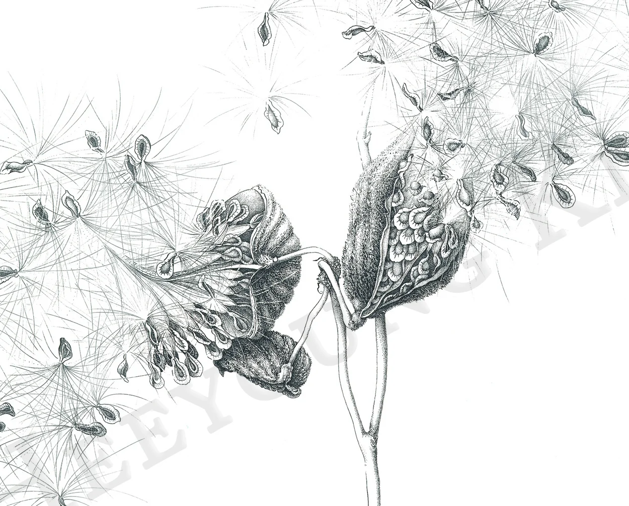 Details of Common Milkweed Seedpods, black pen-and-ink, ©Heeyoung Kim 2019