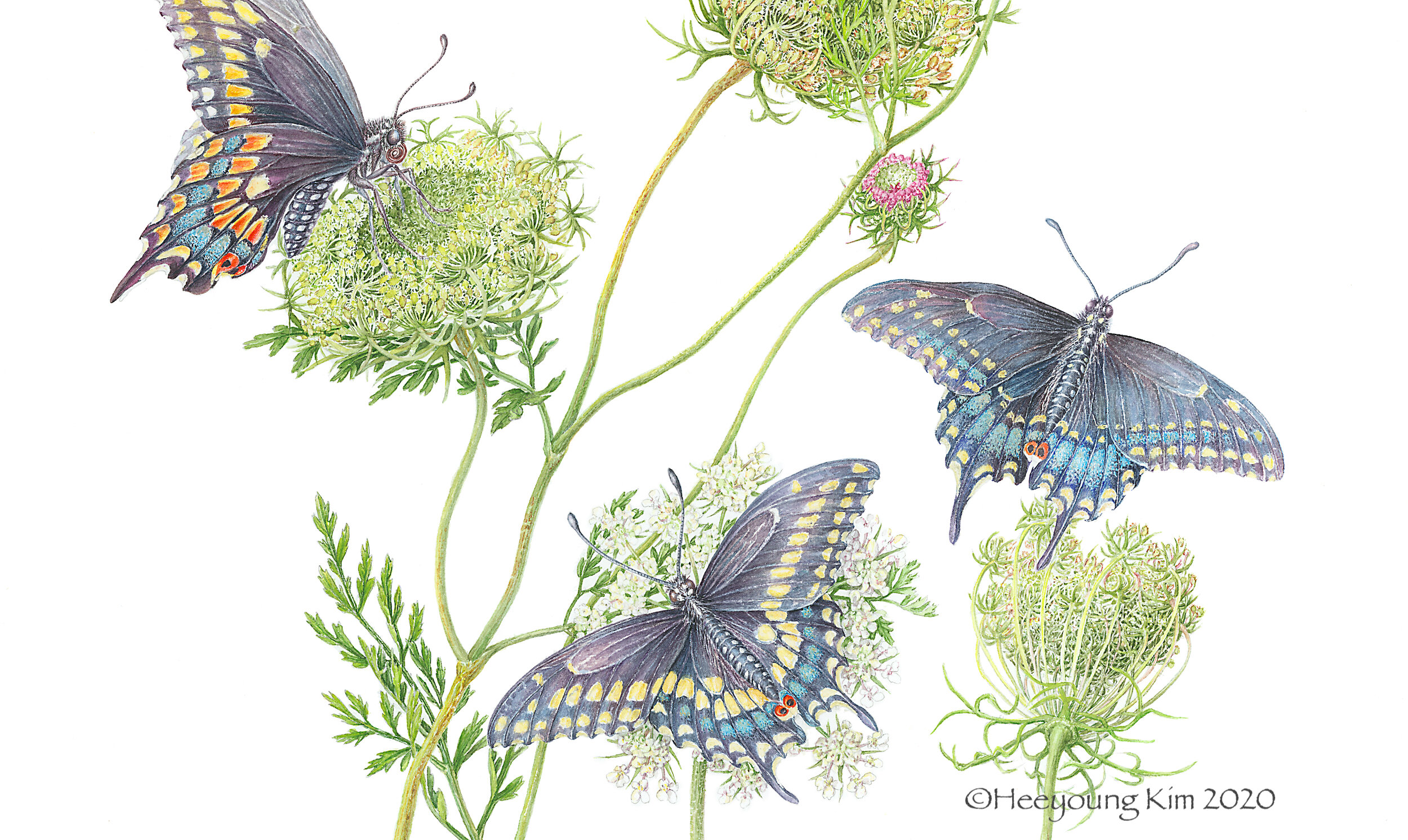 Eastern Black Swallowtail and Queen Anne's Lace-jpeg copy.jpeg