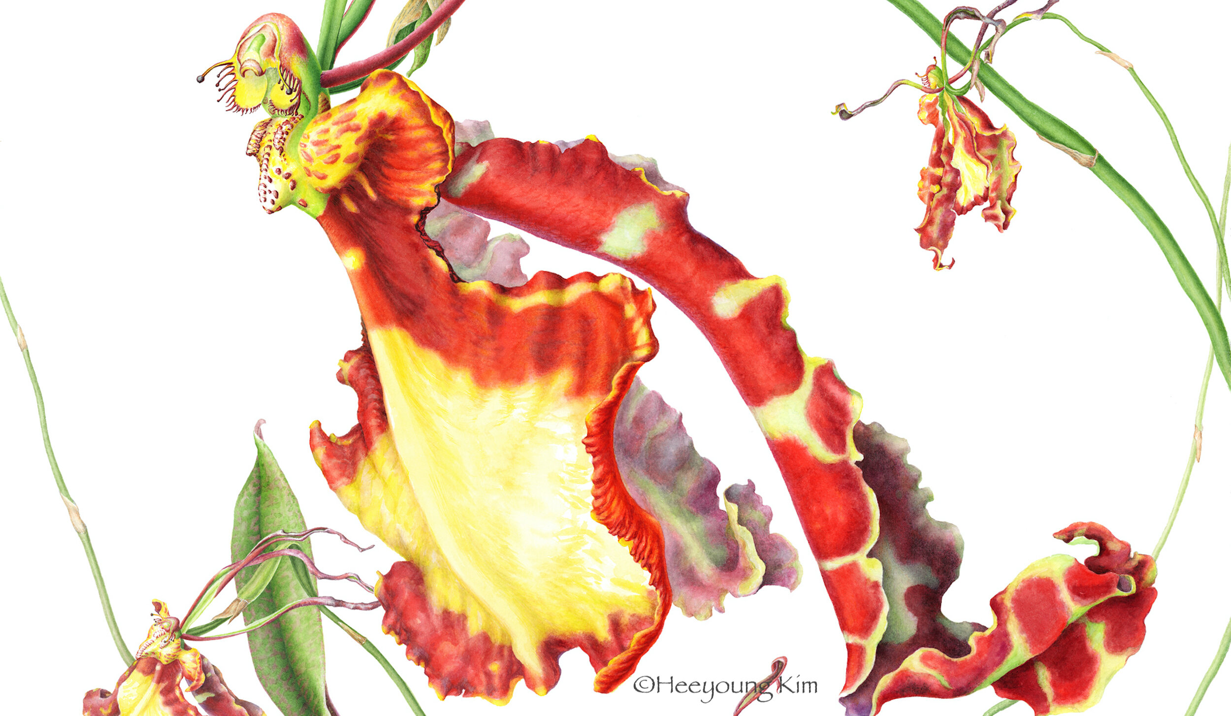 Butterfly orchid- Heeyoung Kim copy.jpg