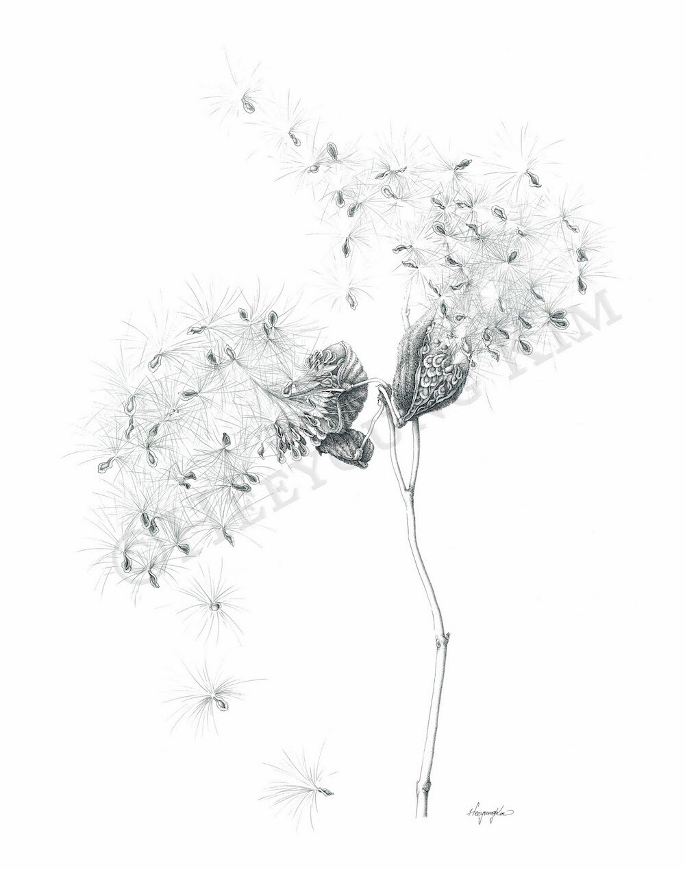 Botanical Art by Heeyoung Kim-Project200