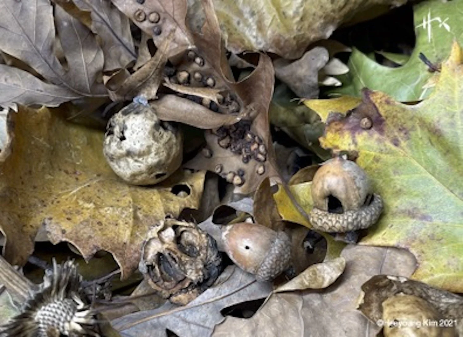 Advanced Watercolor: Botanicals in Ecological Context