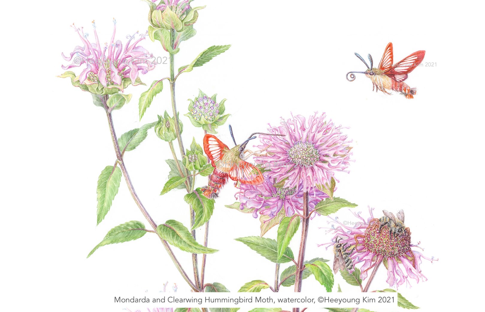 BeeBalm and Clearwing Himmingbird Moth. for slide.jpeg