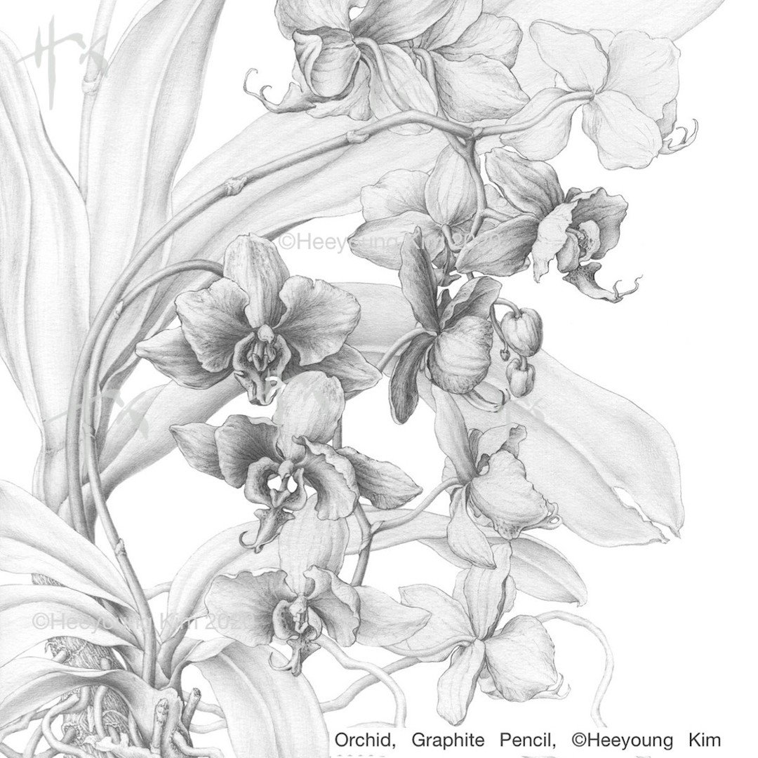 Upcoming Zoom class, Drawing Fundamentals, 
5 weeks (Saturdays), May 4, 18, 25, June 1 and 8, 3 pm - 6 pm, CT. 

✅ Do you want to experience the pure joy of drawing, but you don't feel confident, yet? 
Do you find your botanical drawings do not inclu