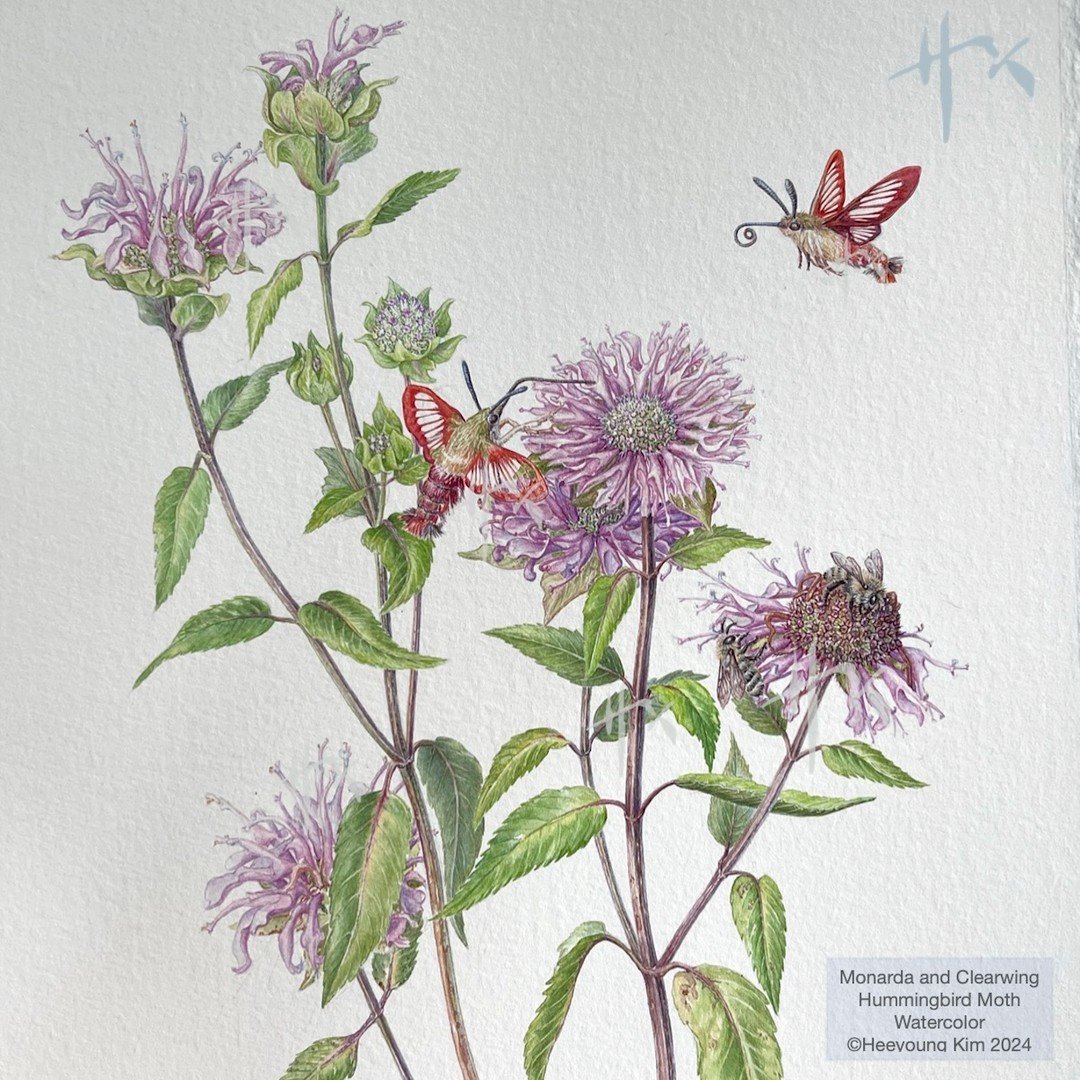 Thank you all for registering for my upcoming Bee Workshop! It is fully booked now. When you want to be in the waiting list, contact me, please! 

✅ The little critters, pollinators or nectar thefts 😊, animate rather quiet botanical painting. The cu