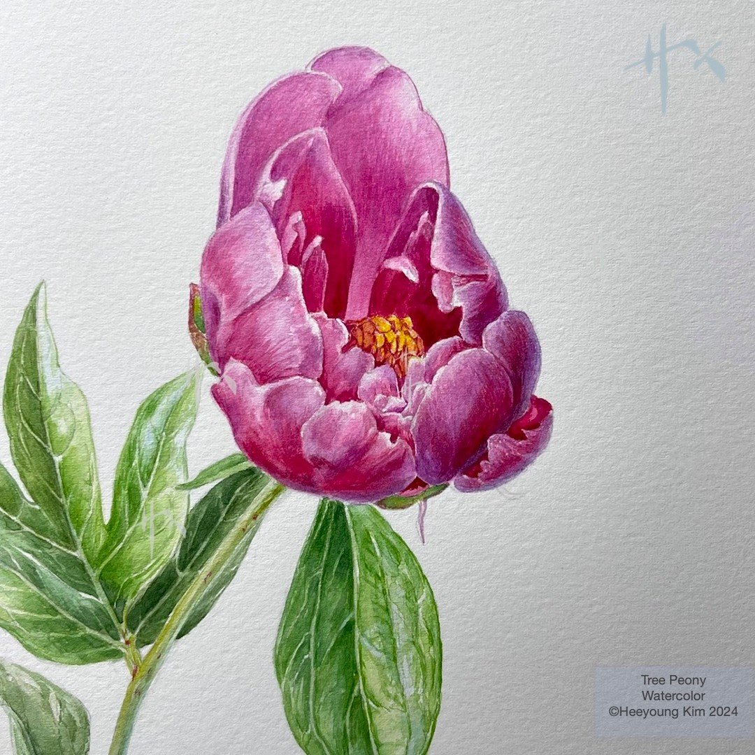 A vibrant tree peony I painted... in the very first Zoom class with my very first Zoom students in the beginning of Covid pandemic. 

I closed up my in person classes on March 10th, 2020, and got back to Zoom in the first week of April. To us, not so