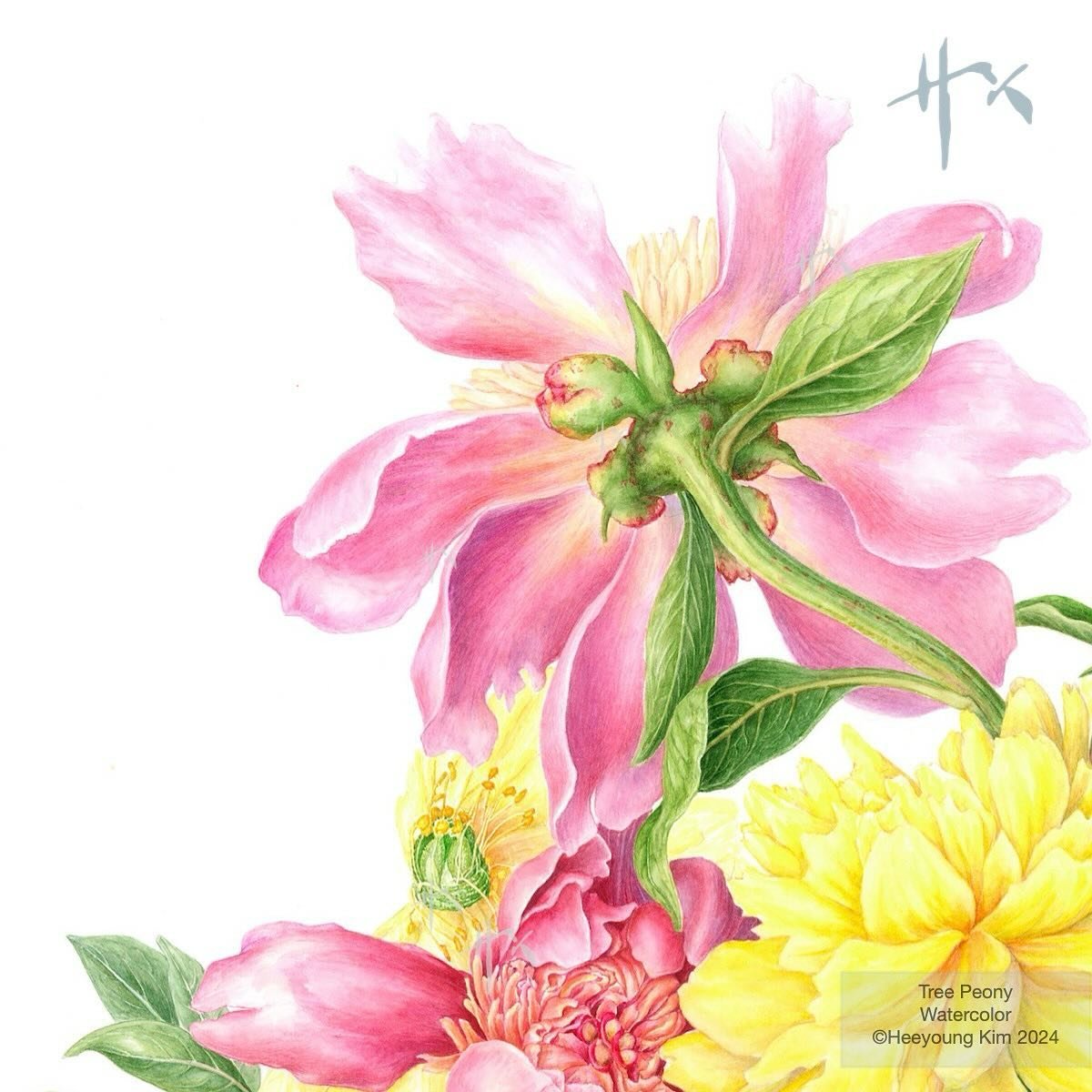 Peony. . . .  Petals, buds, seed pods . &hellip;. Everything about it is so beautiful. I painted it several times, of course. Soon, there will be peony blossoms everywhere&hellip;. I love that time of the year.. 

#peony #flora #floralpainting #water