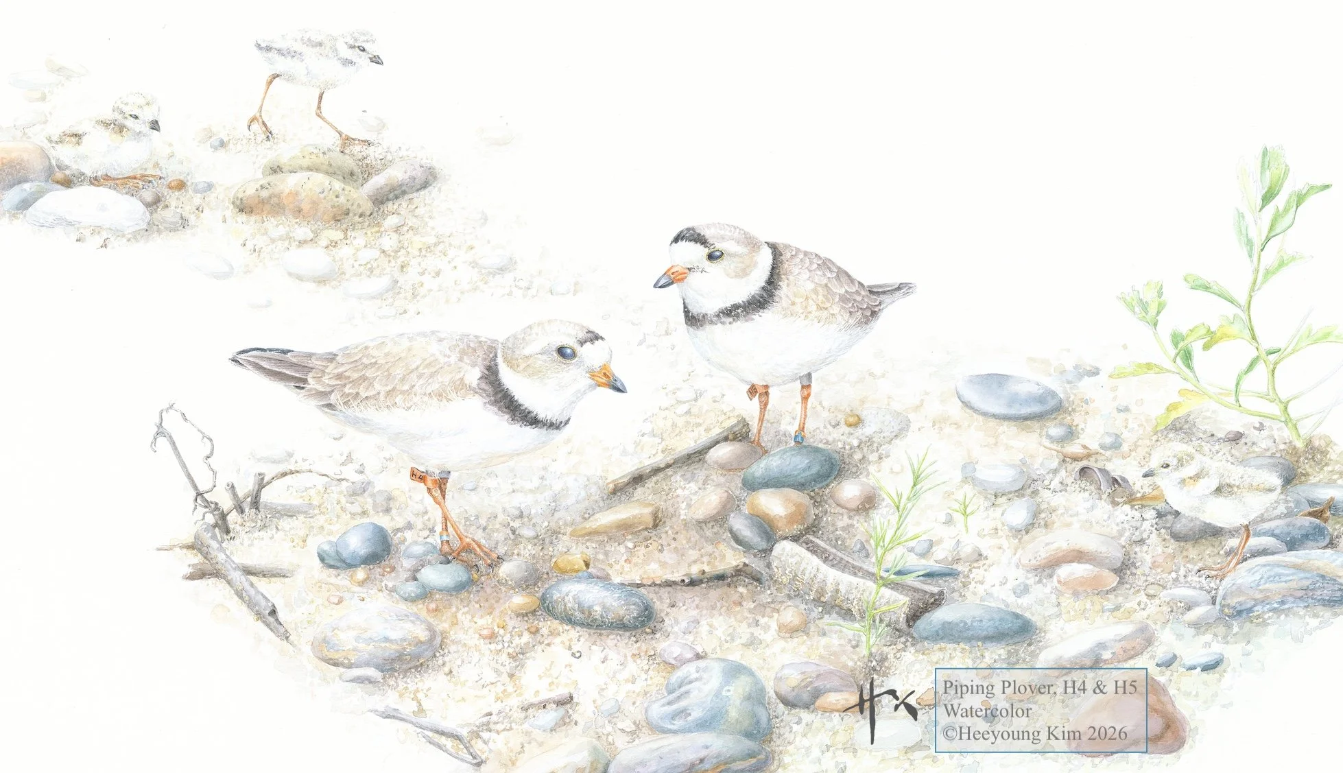 Piping Plover H4 and H5.for web.jpeg