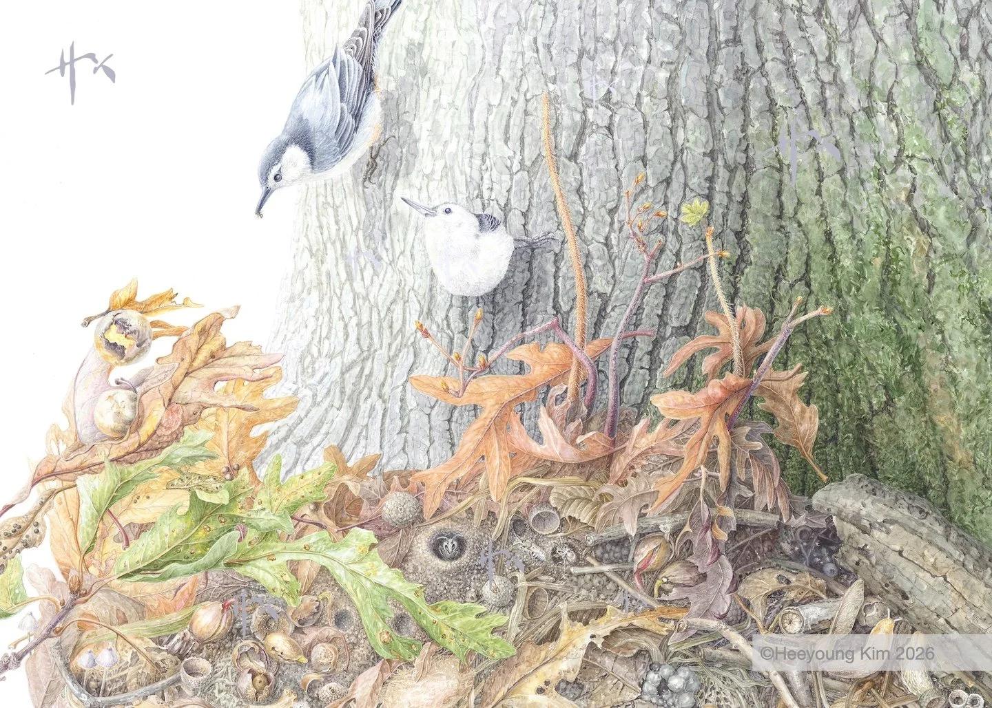 nuthatch banner.jpg