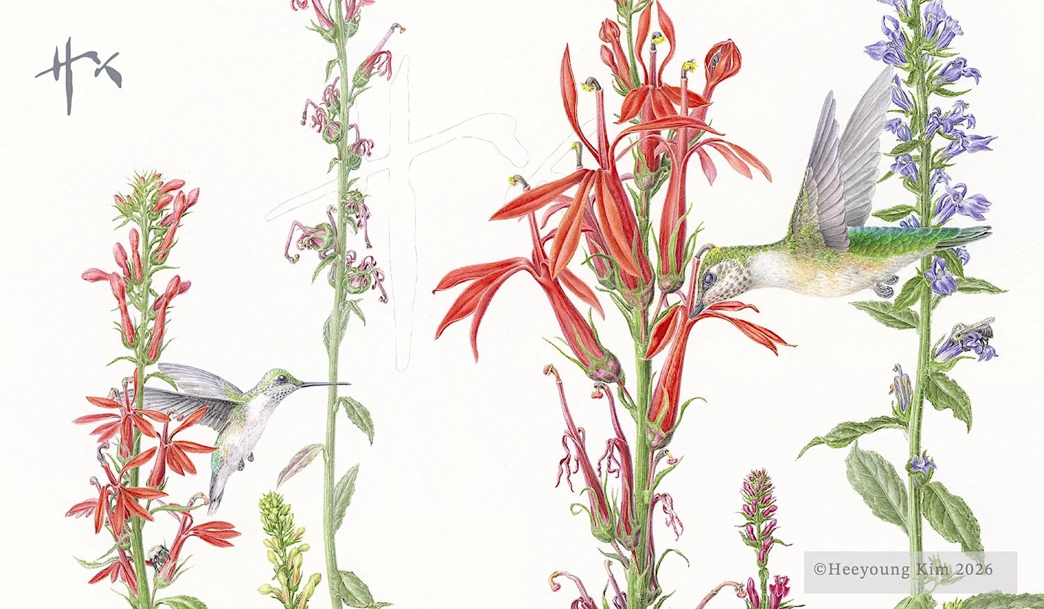 Interdependence: Summer: Hummingbirds, Lobelias and ....