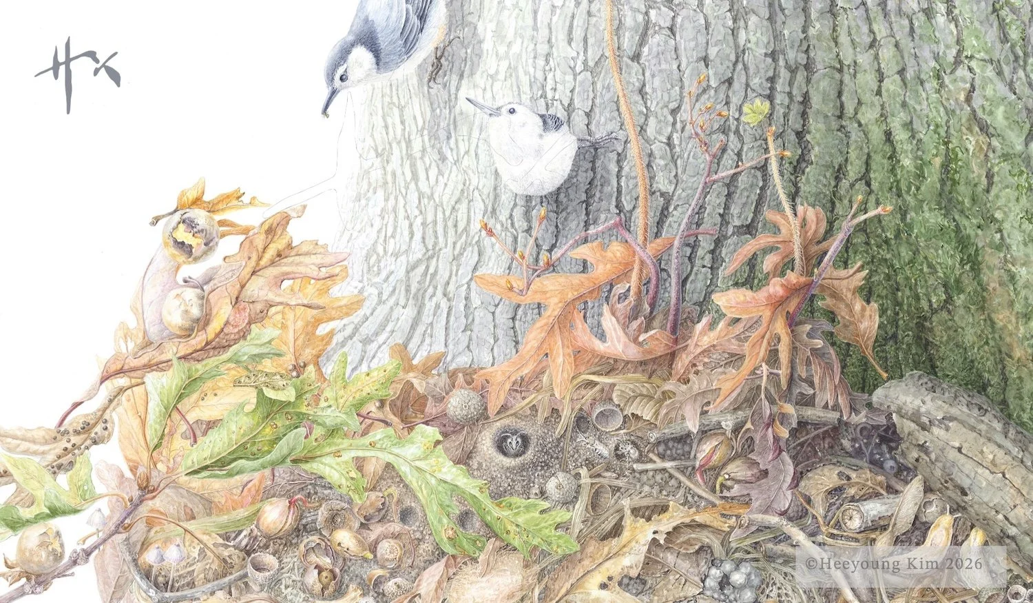 Around an Old Oak Tree 2: White-breasted Nuthatch and ...