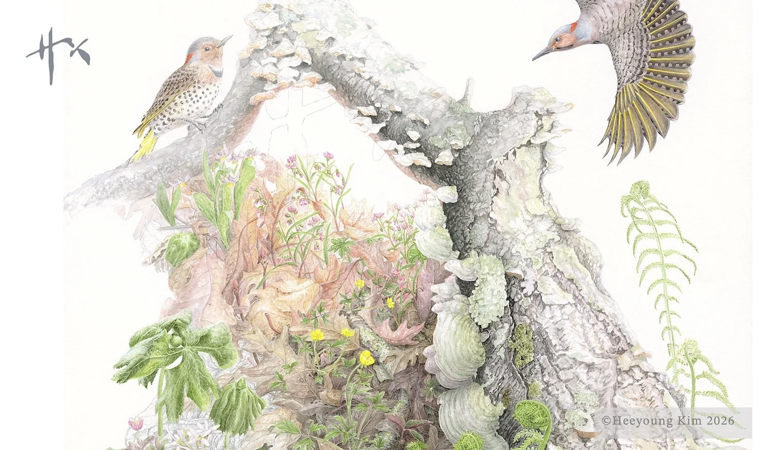 Interdependence: Spring: Northern Flicker and Ephemerals...