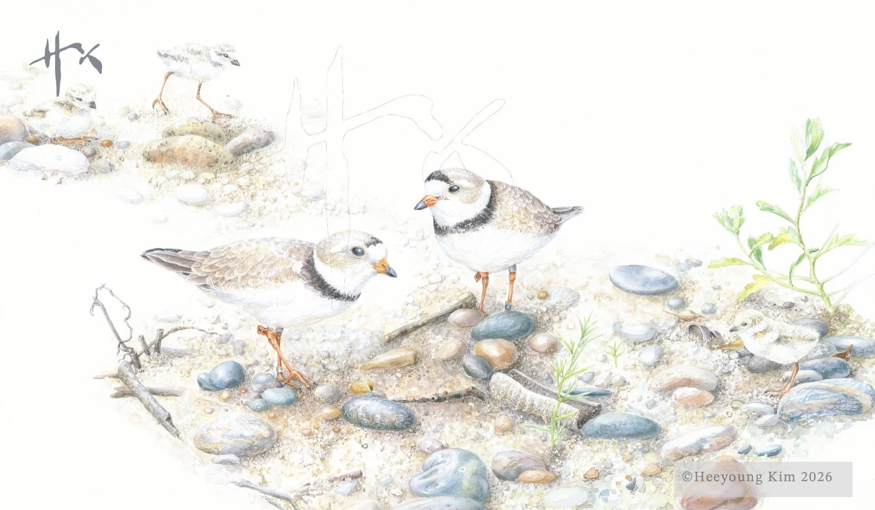 Piping Plover Family in the Habitat