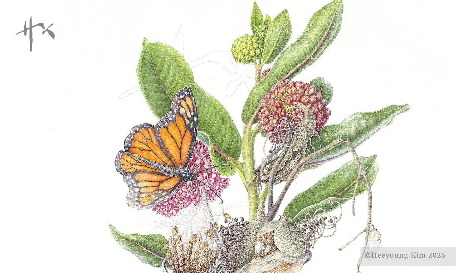 Monarch and Common Milkweed, Bloom