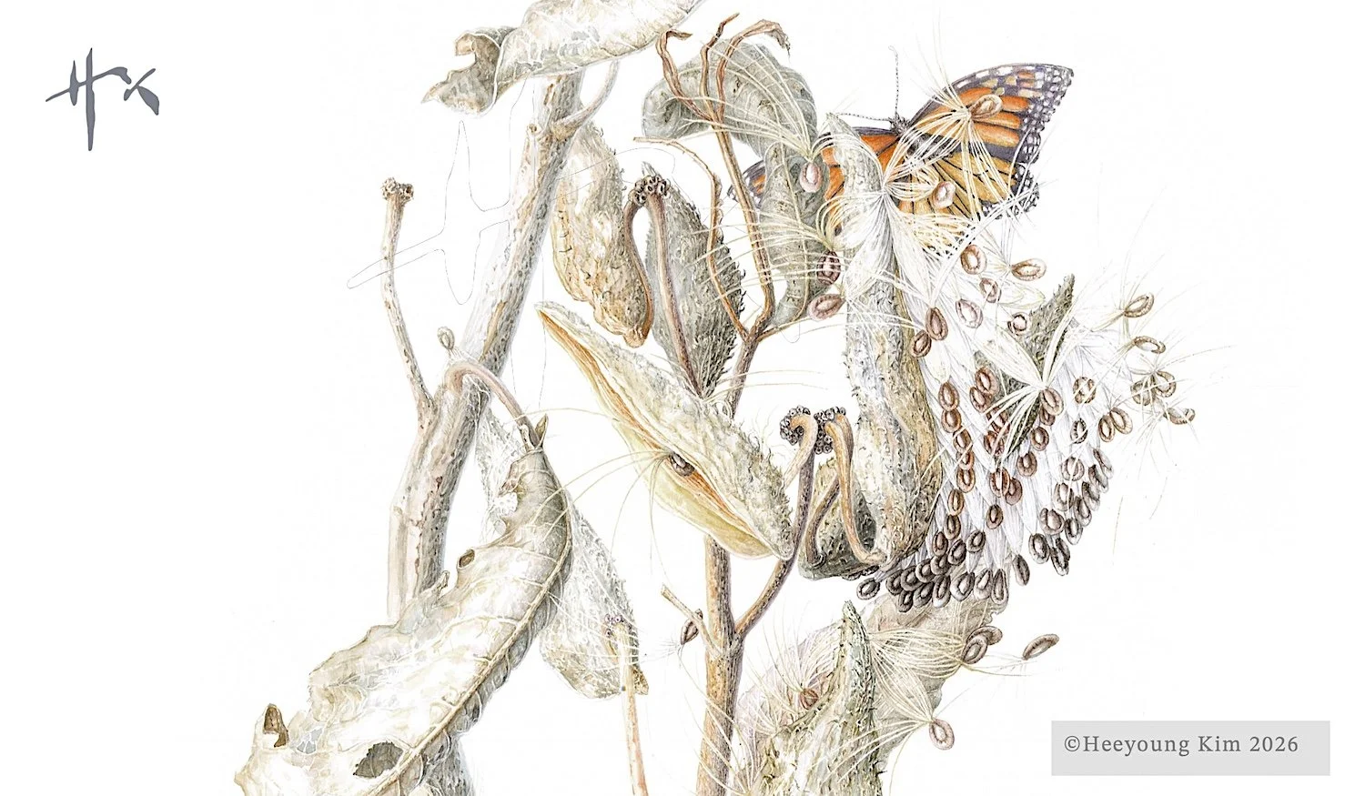 Monarch and Common Milkweed, Seeds
