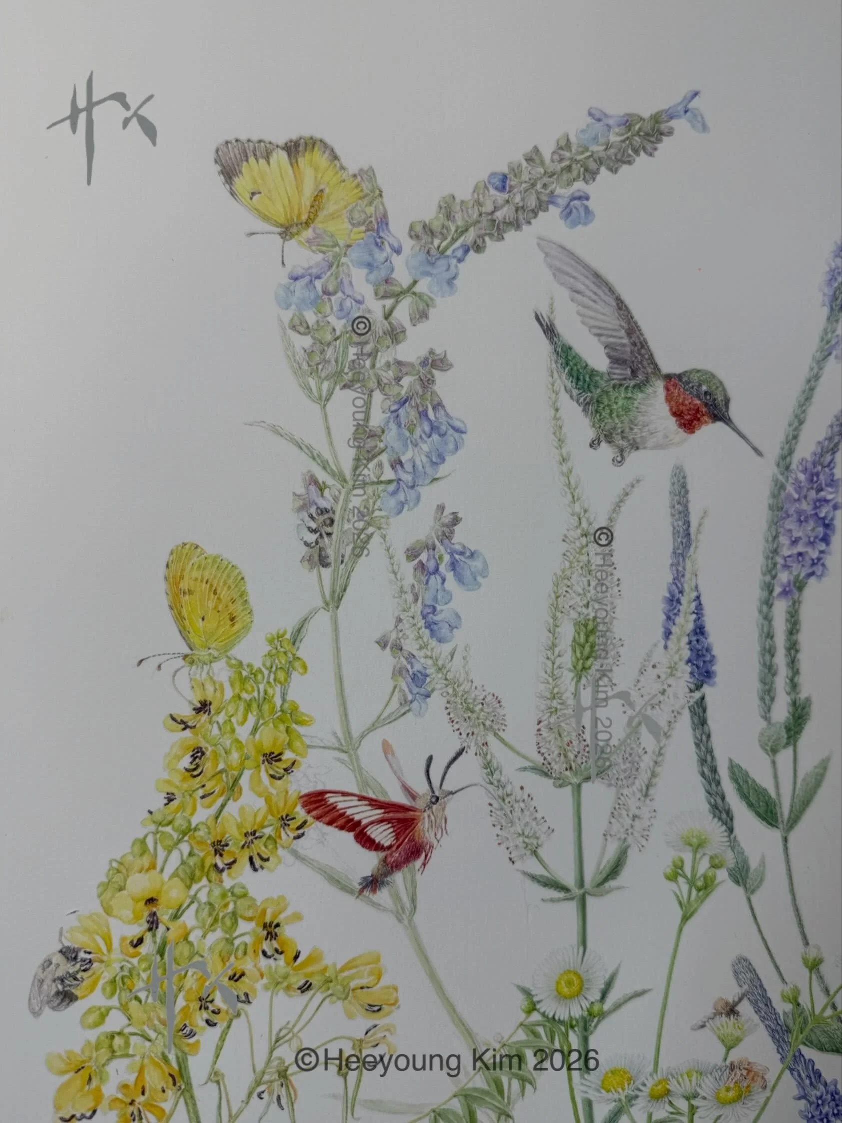 A smorgasbord for pollinators! I&rsquo;ve been painting this for a while &hellip;. Now, it&rsquo;s getting to the end. 

Senna, Daisy Fleabane, Hoary Verbane, Blue Sage, and Culver&rsquo;s Root are my choice of plants with pollinators and insects. A 