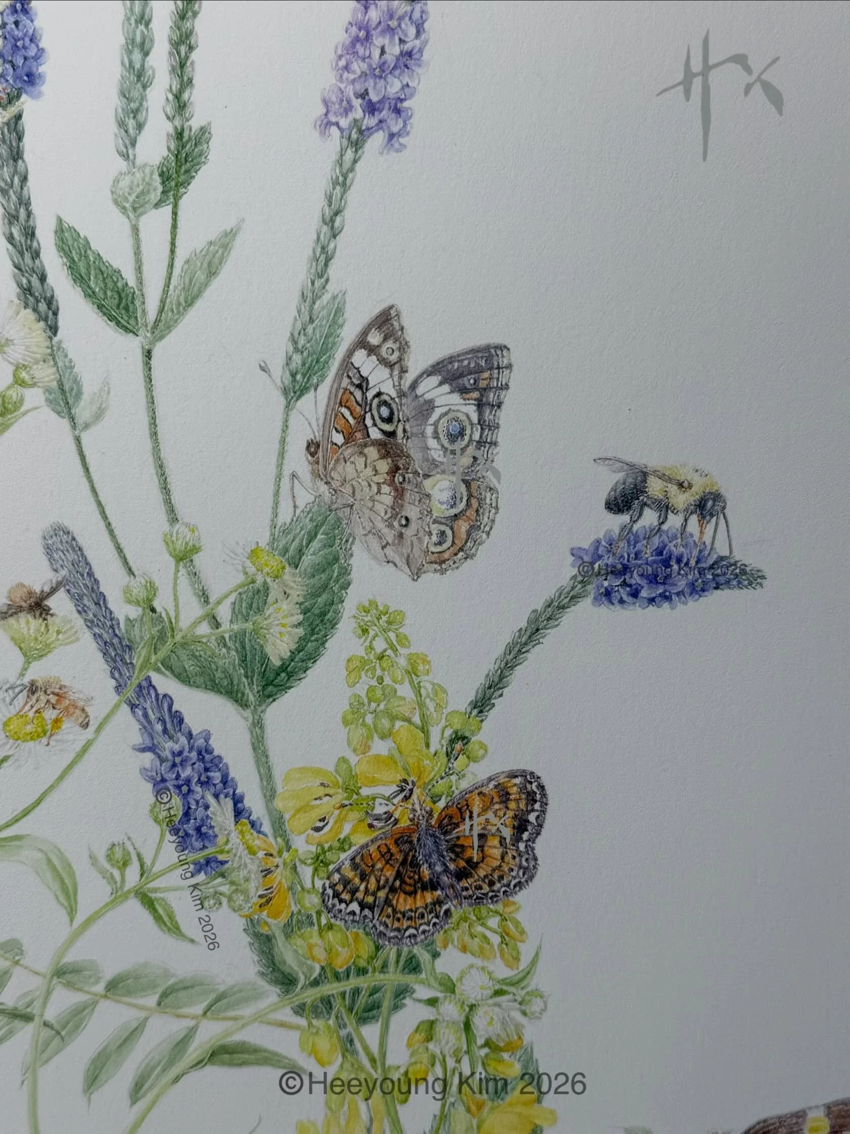 The Buckeye got its place and I love it 😁. Its intricate colors and patterns with big eyes are so charming  It&rsquo;s a common butterfly, but its beauty is extraordinary. 

This painting is a good example of changing dynamics in composition along t