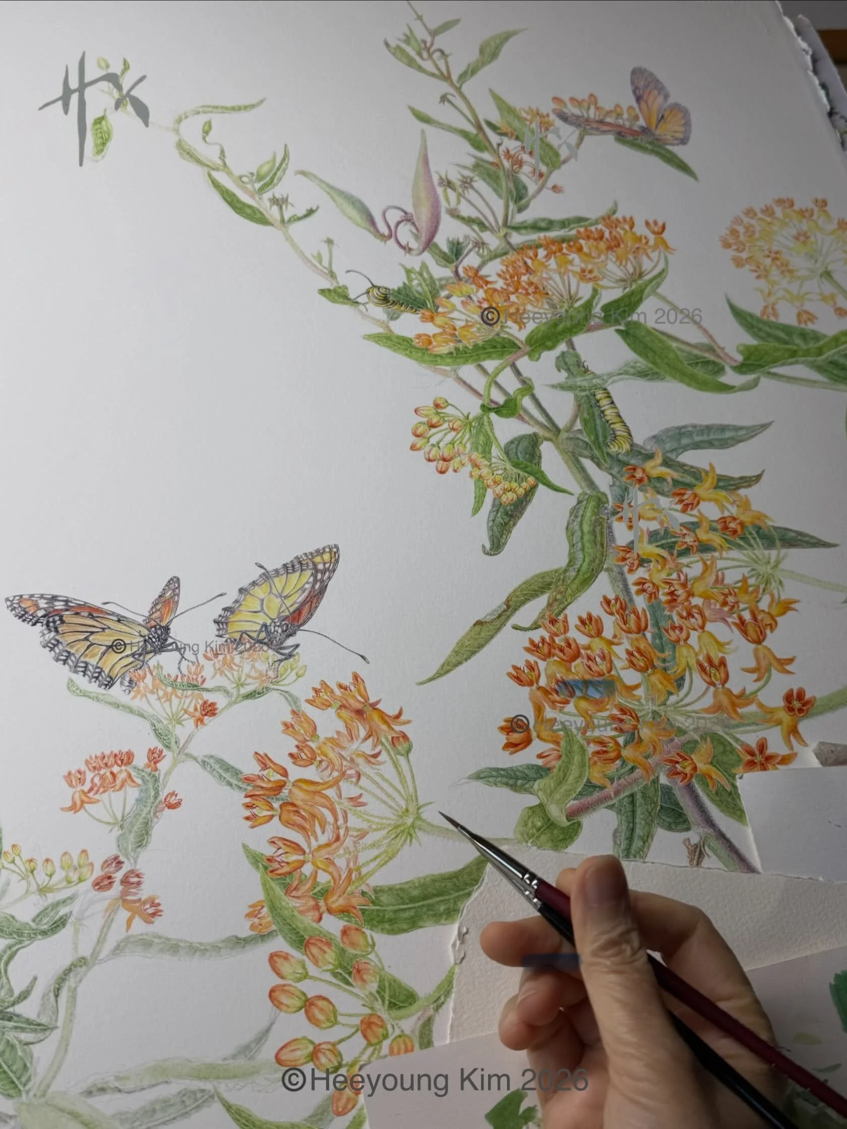 Hi y&rsquo;all, monarch and milkweed fans 😍! I am working on a bit ambitious piece right now and rushing through the finishing line! It&rsquo;s all about the monarch and Asclepias tuberosa. I don&rsquo;t like to call it &ldquo;Butterfly Weed&rdquo;,
