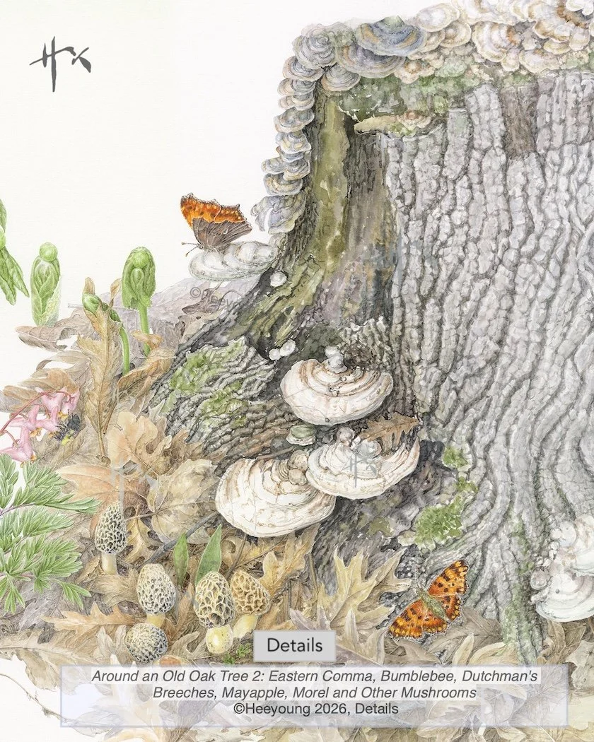 Around a n Old Oak Tree 2 : Eastern Comma, Bumblebee, Dutchman's Breeches, Mayapple, Morel and Other Mushrooms