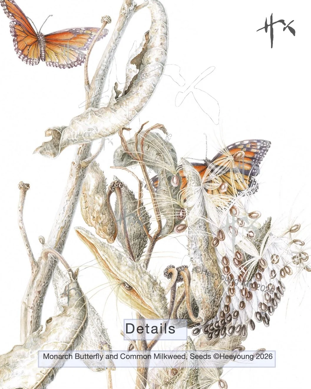 Monarch Butterfly and Common Milkweed, Seeds