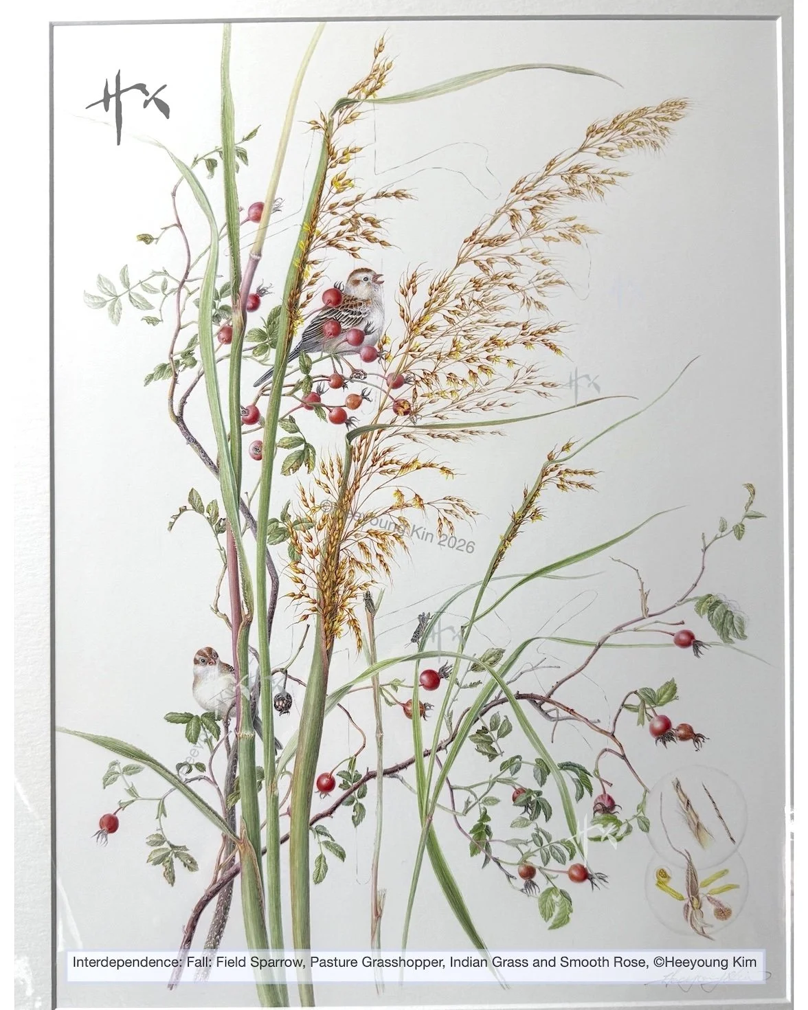 Interdependence, Fall: Field Sparrow, Pasture Grasshopper, Indian Grass and Smooth Rose