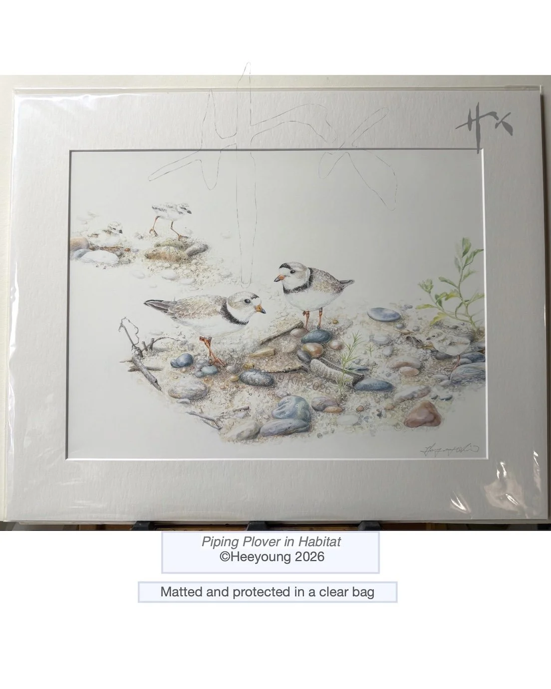 piping plover 3.jpg