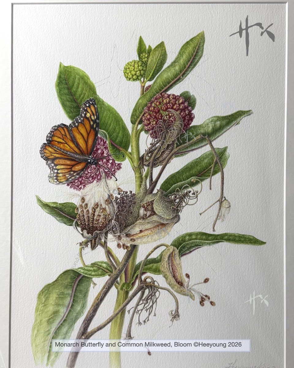 milkweed bloom.jpg