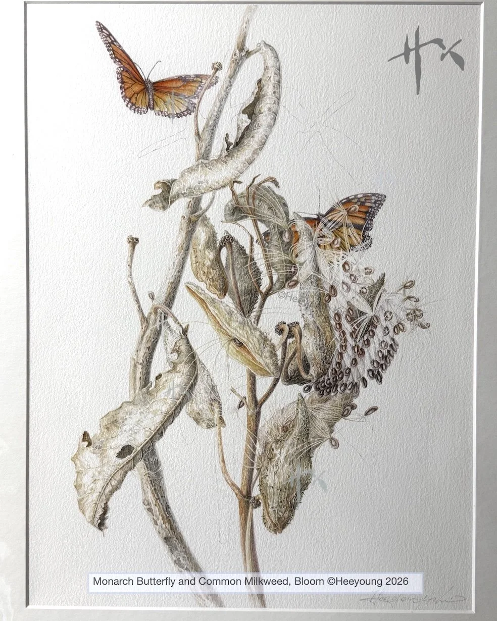 milkweed seeds 2.jpg