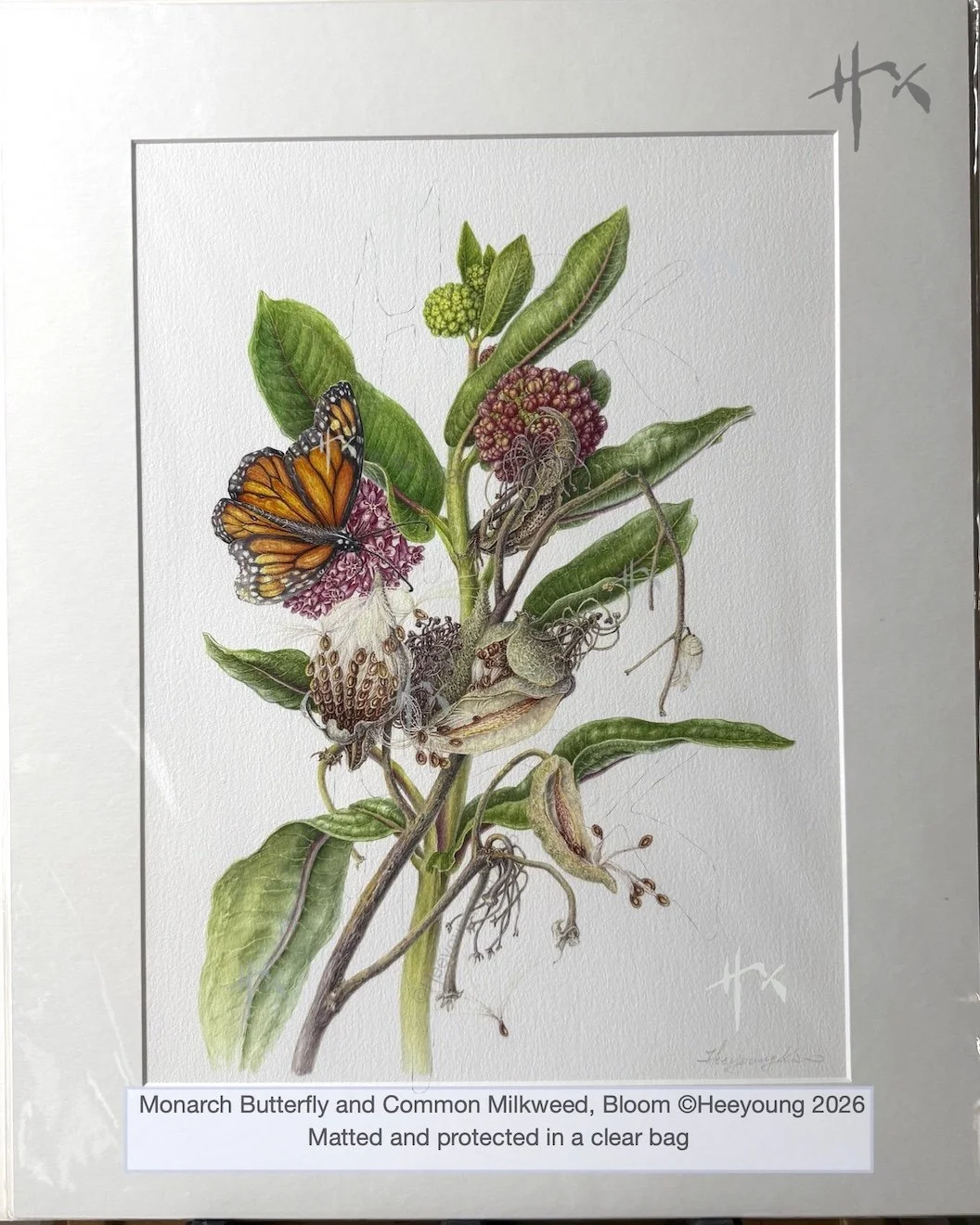 matted milkweed bloom.jpg