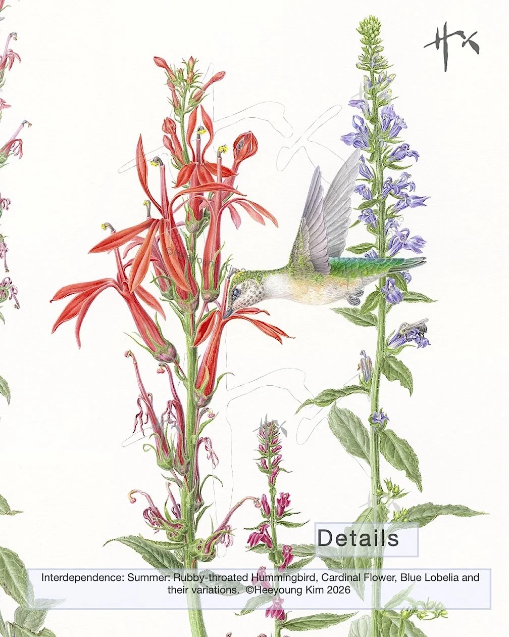 Interdependence, Summer: Ruby-throated Hummingbird, Cardinal Flower & Blue Lobelia