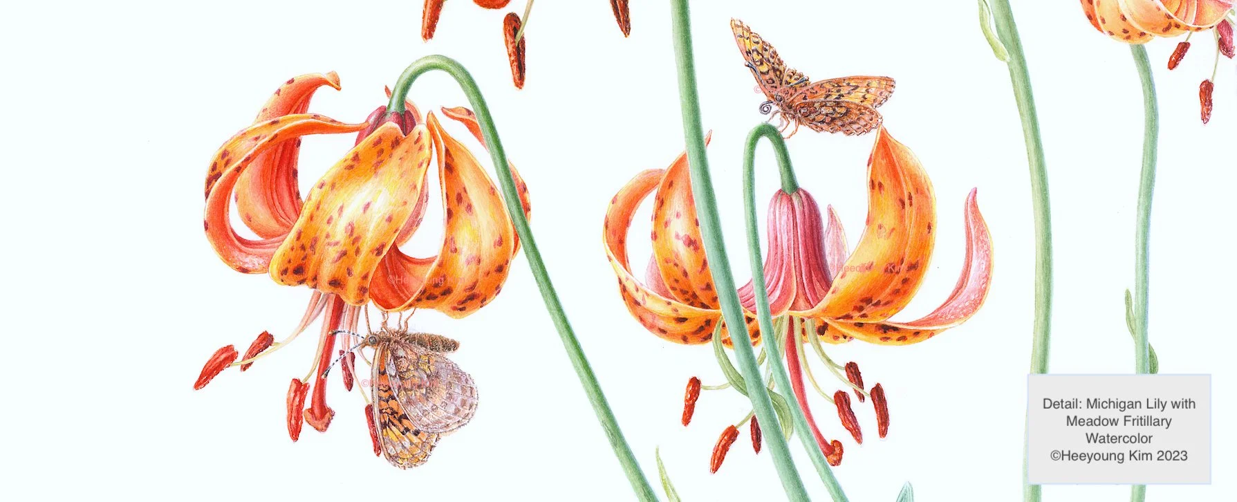 Botanical Art by Heeyoung KimOverview