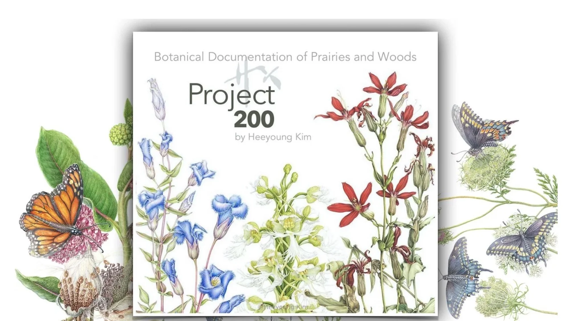 Botanical documentation by contemporary botanical artist Heeyoung Kim with emphasis in native flora and fauna in prairies and woodlands in Midwestern USA
