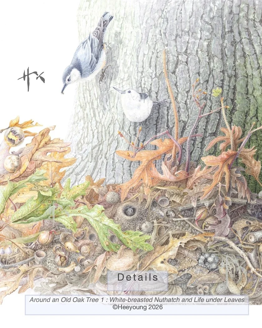 Around an Old Oak Tree 1 : White-breasted Nuthatch and Life under Leaves