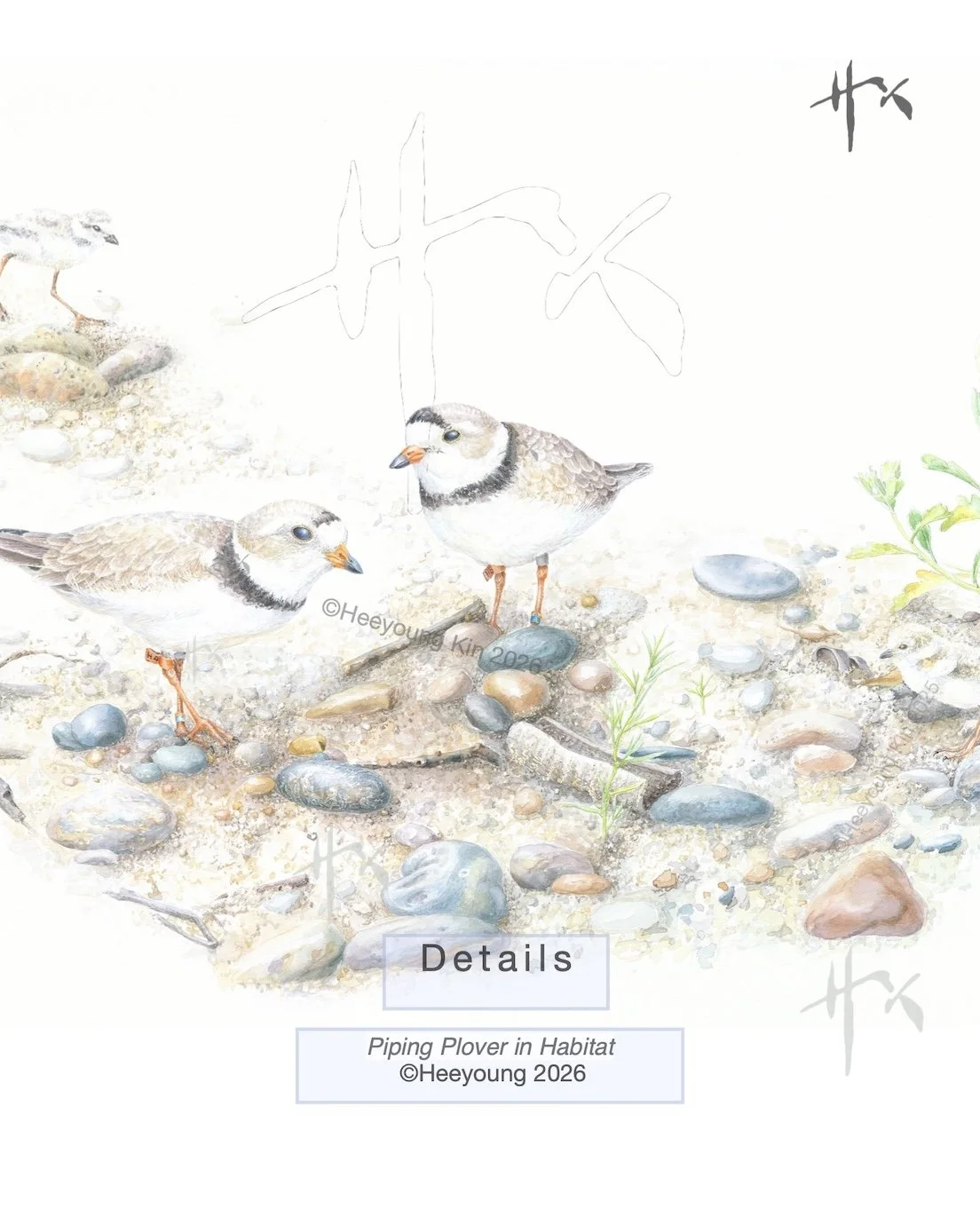 Piping Plover in the Habitat