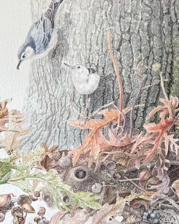 Advanced Watercolor: Botanicals in Ecological Context