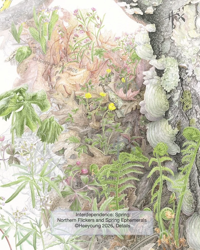 northern flicker print details.jpg