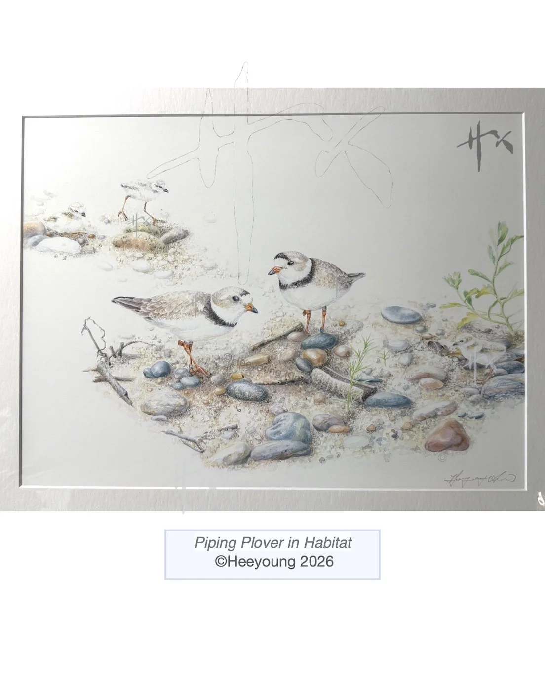 piping plover 2.jpg