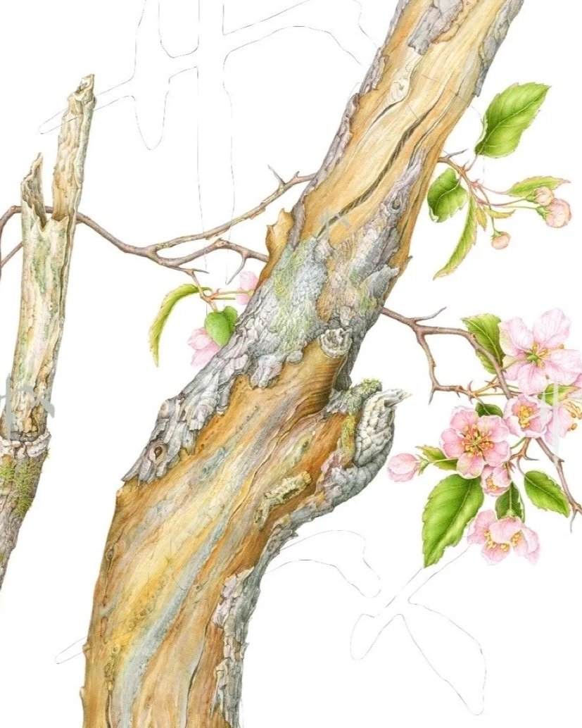 Composition Clinic: A Case Study with Botanicals, Insects & Birds