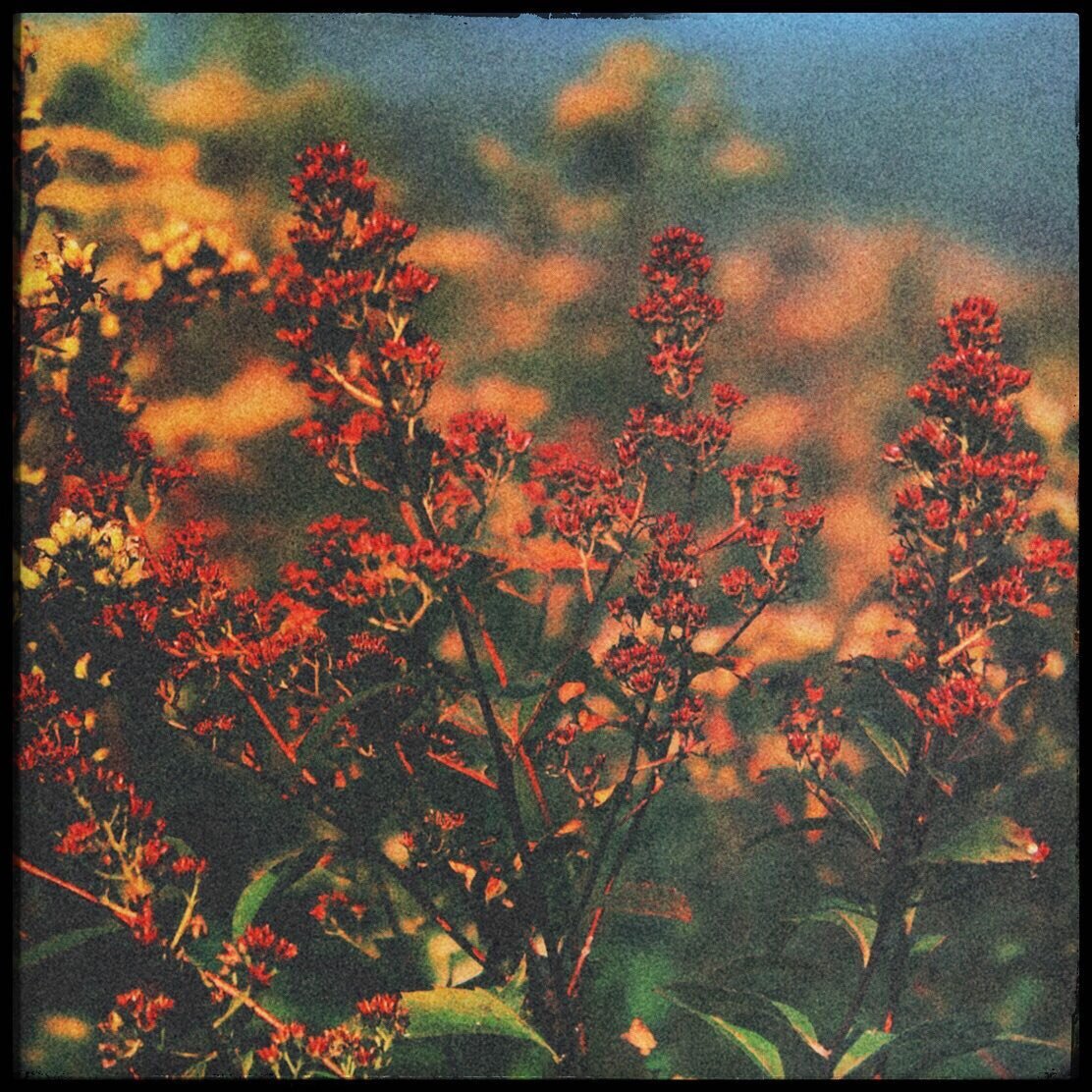 odoviimage 10

www.bozoamerican.com

#music #mextures #mexturesapp #m3xtures #mextureserrday #mexturezdelight #moodygrams #sombresociety #rsa_mextures #composition  #autumn #autumnvibes🍁 #flowers #mountains #colorful #nostalgia