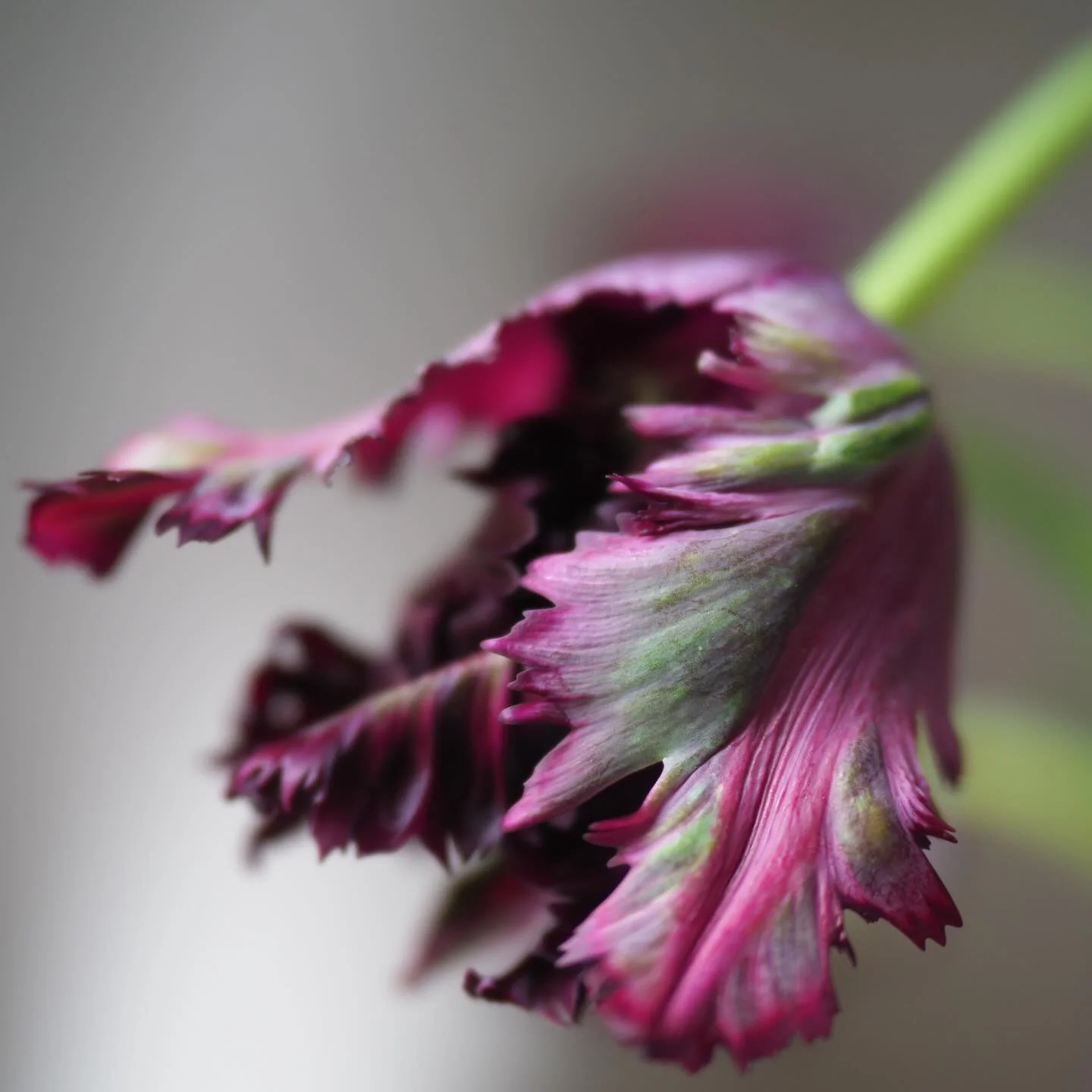 Purple parrot tulips shot with my old Olympus OMD. 💜