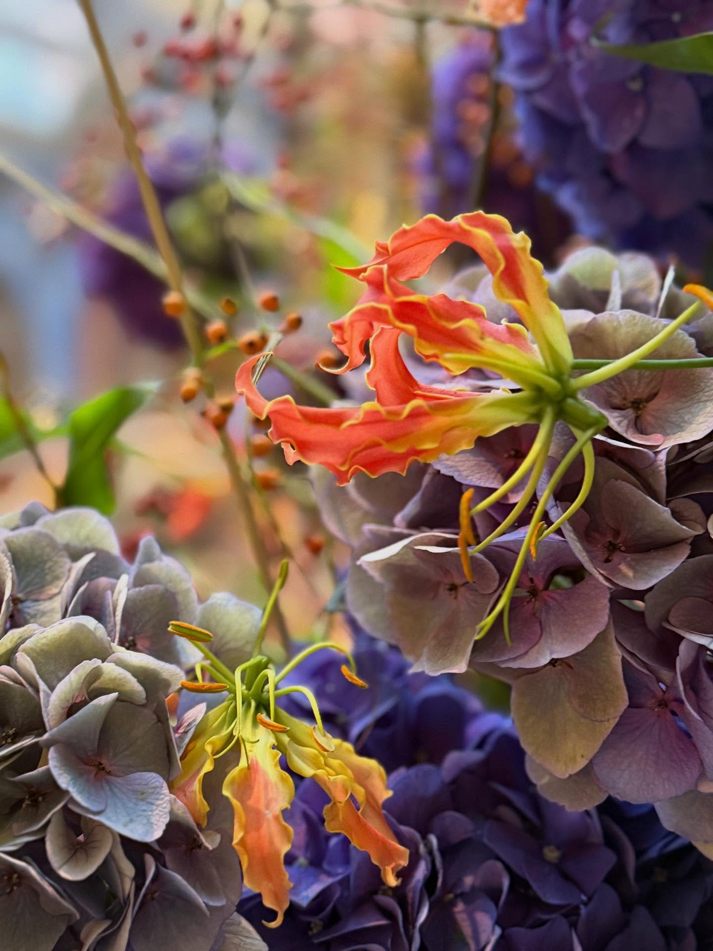 Gloriosa and hydrangea